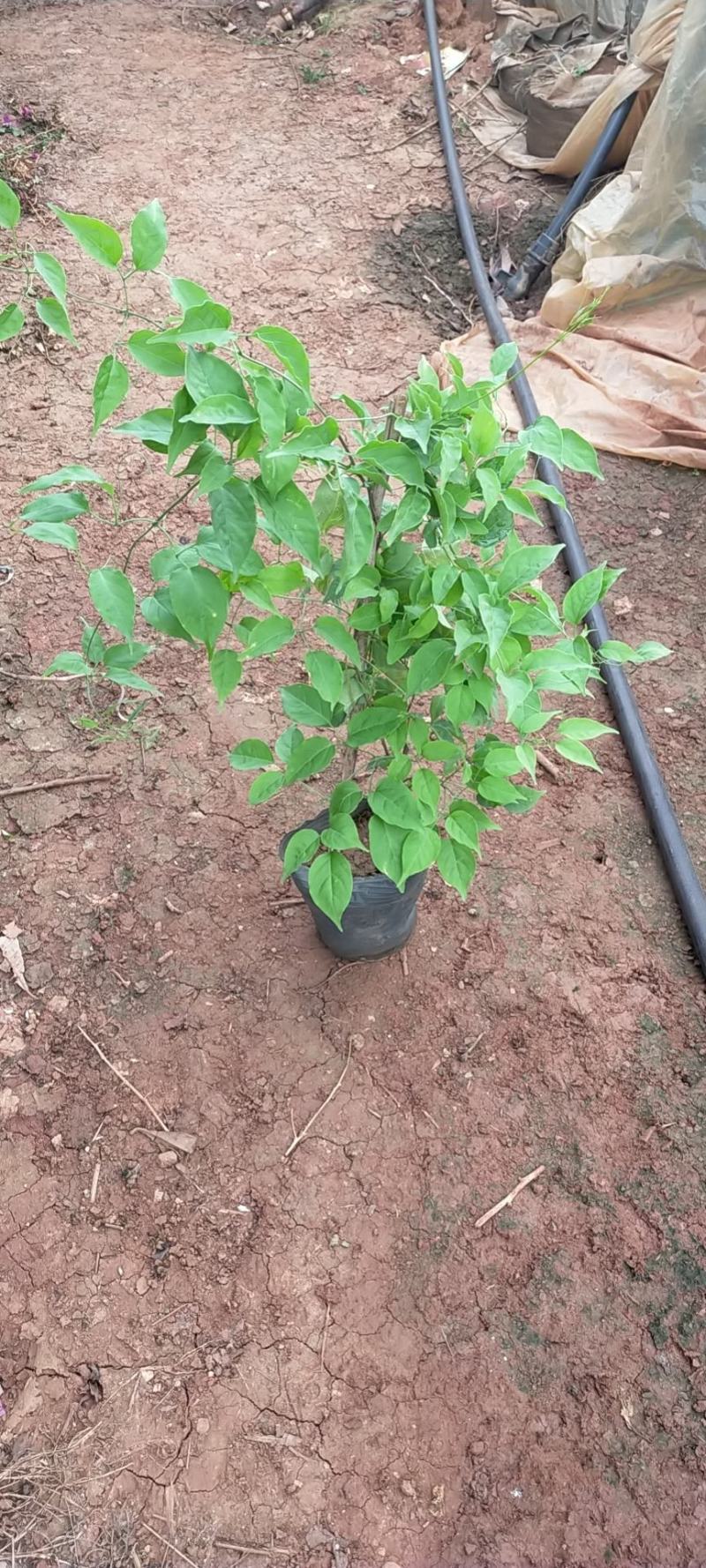 炮仗花云南炮仗花一手货源，炮仗花多种规格，藤本炮仗花