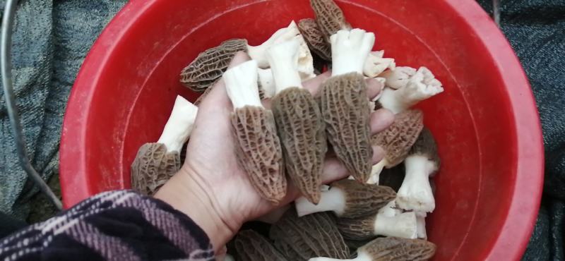 羊肚菌干货一件代发