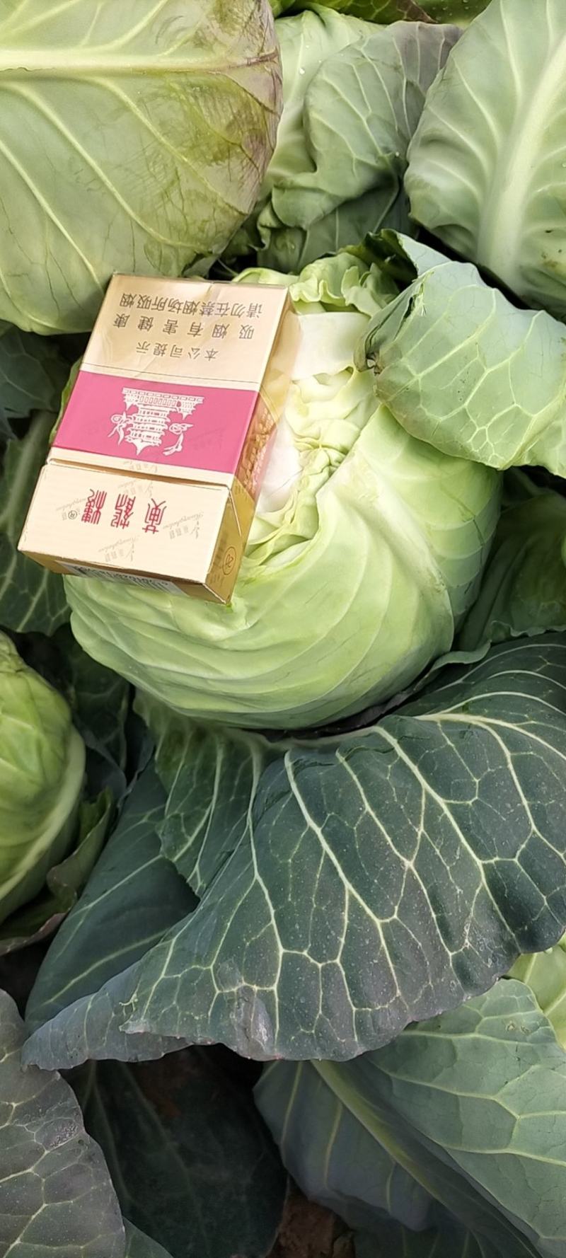 湖北甘蓝包菜奥奇娜扁包菜价格公道新鲜直达