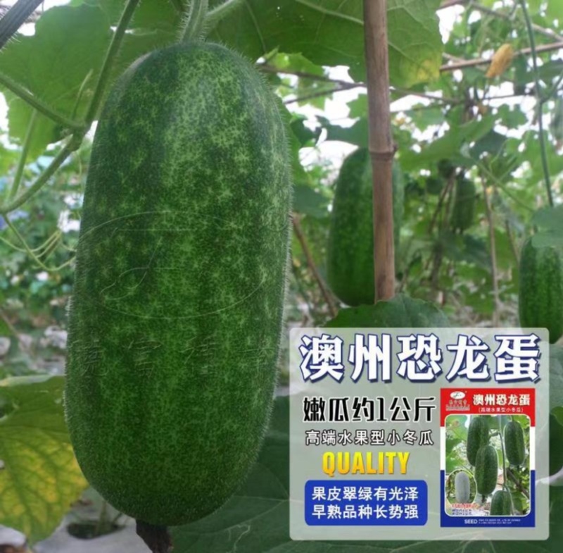 晓富高端水果型小冬瓜种子水果冬瓜种子节瓜种子杂交冬瓜种