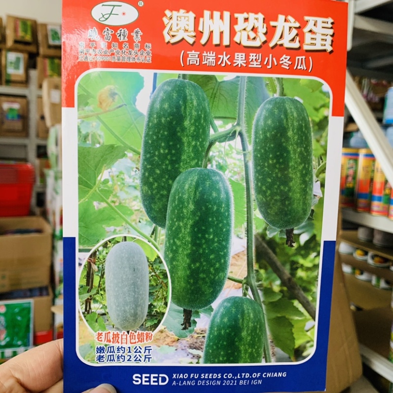 晓富高端水果型小冬瓜种子水果冬瓜种子节瓜种子杂交冬瓜种