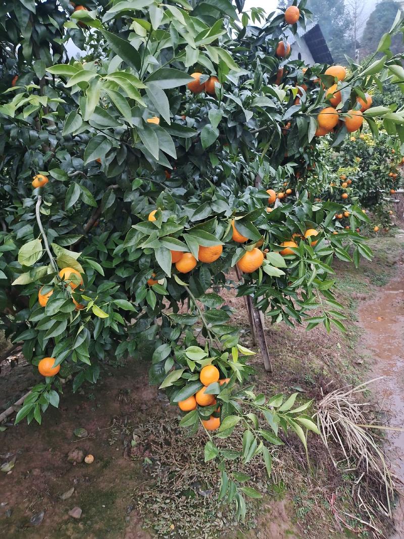 精品沃柑，量大从优，产地直发欢迎果商提前订购