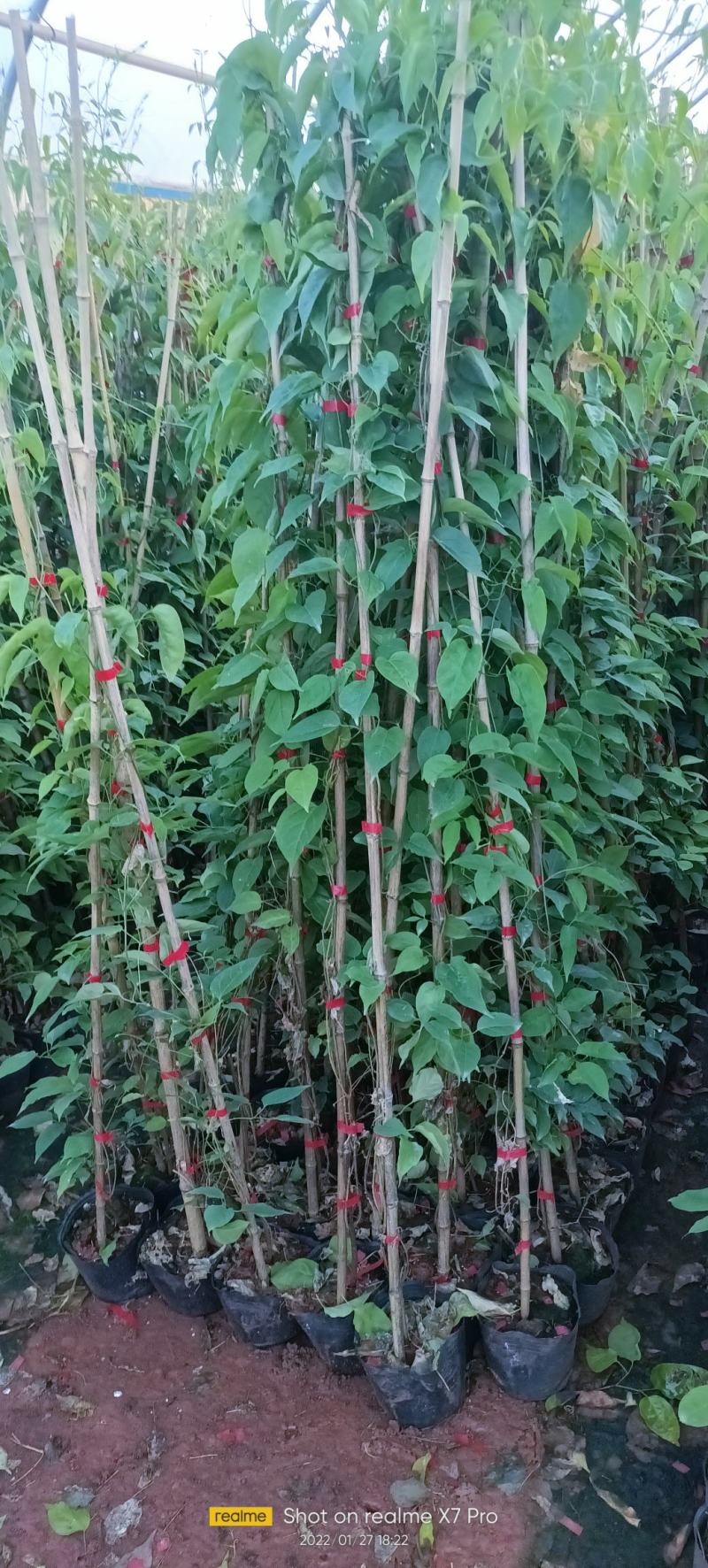 炮仗花