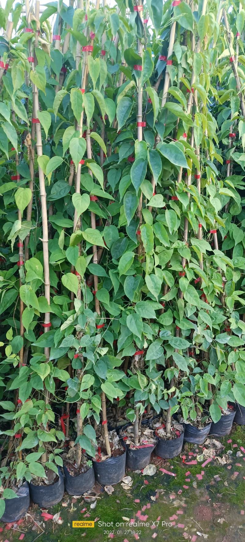 炮仗花