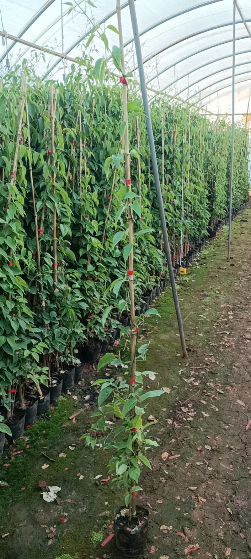 炮仗花