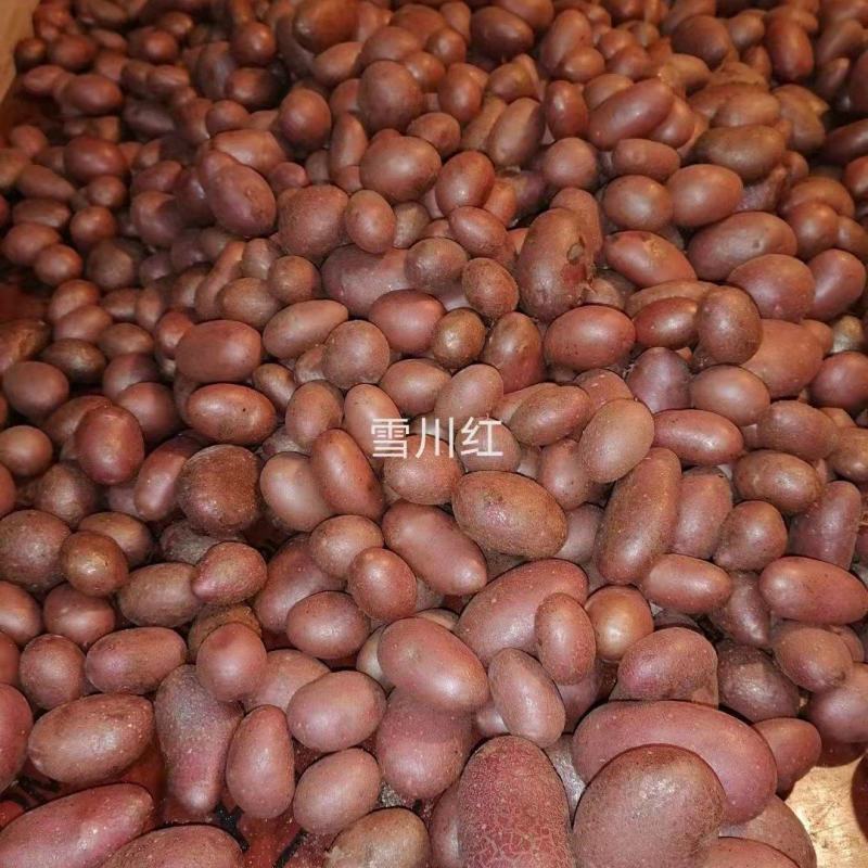张北县微型薯起售数量10万颗，限大批量购买
