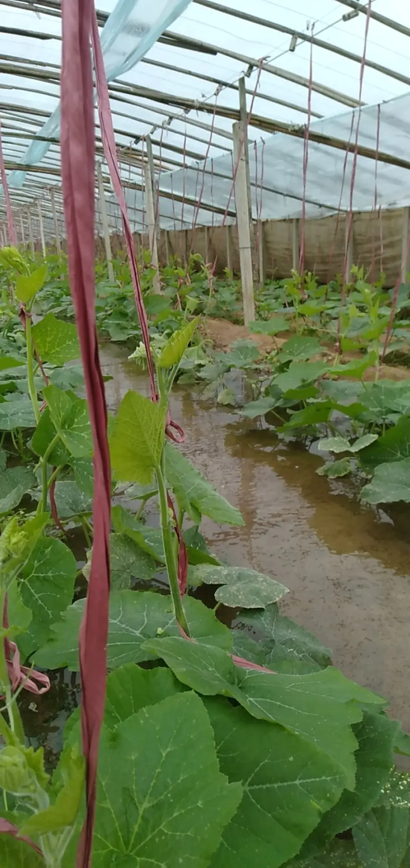 安徽精品吊南瓜苗，种植基地直销，提供技术指导，欢迎咨询