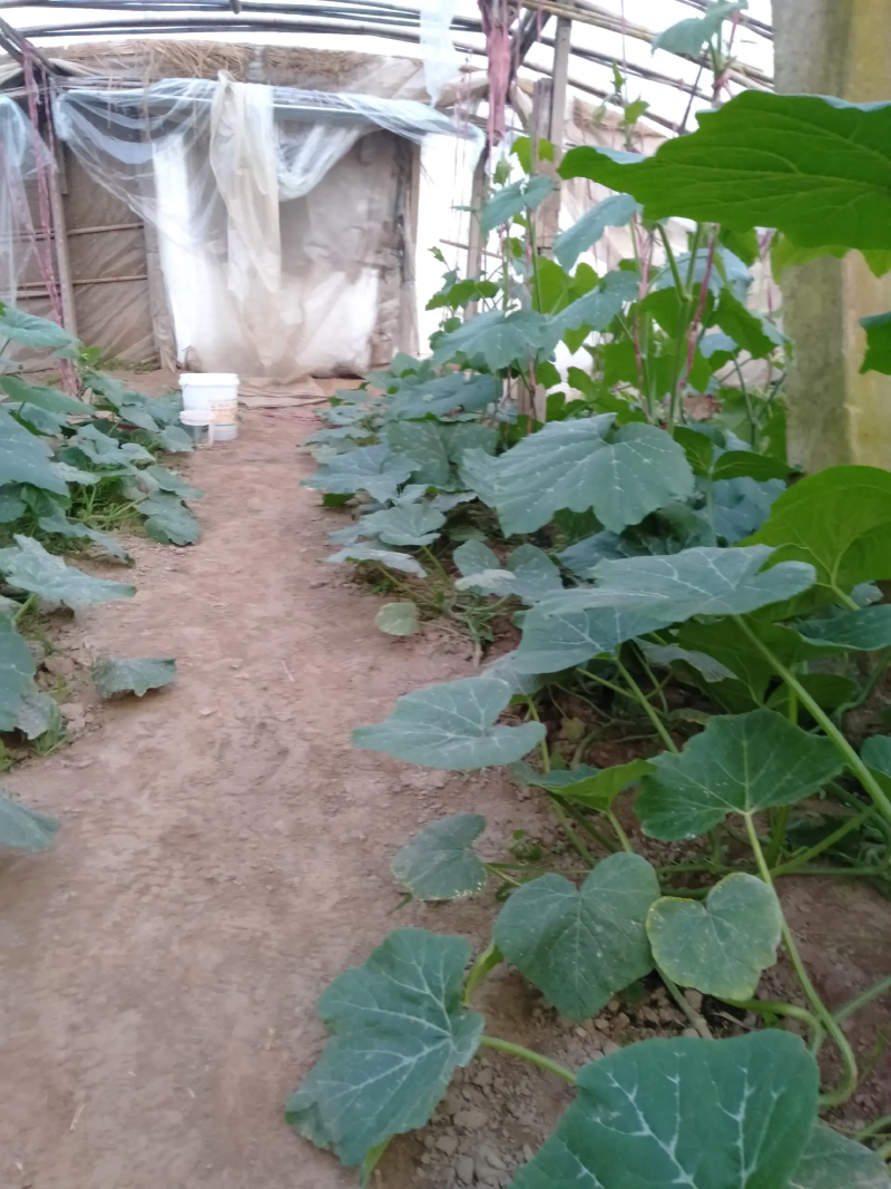 安徽精品吊南瓜苗，种植基地直销，提供技术指导，欢迎咨询