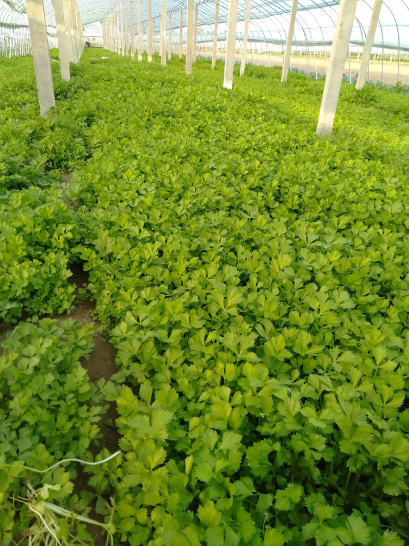 砀山万亩基地，出售芹菜苗，基地提供技术指导，稳定供货全国