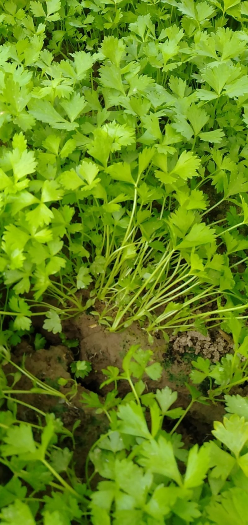 砀山万亩基地，出售芹菜苗，基地提供技术指导，稳定供货全国
