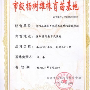 4公分杨树苗南林3804南林3412，源头产地