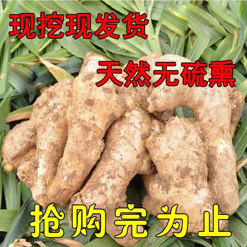鲜姜生姜批发老姜正宗水洗风干无土河北大黄姜新鲜优质干姜