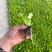 意大利生菜苗，基地现挖，苗好无病，成活率高，品质保证
