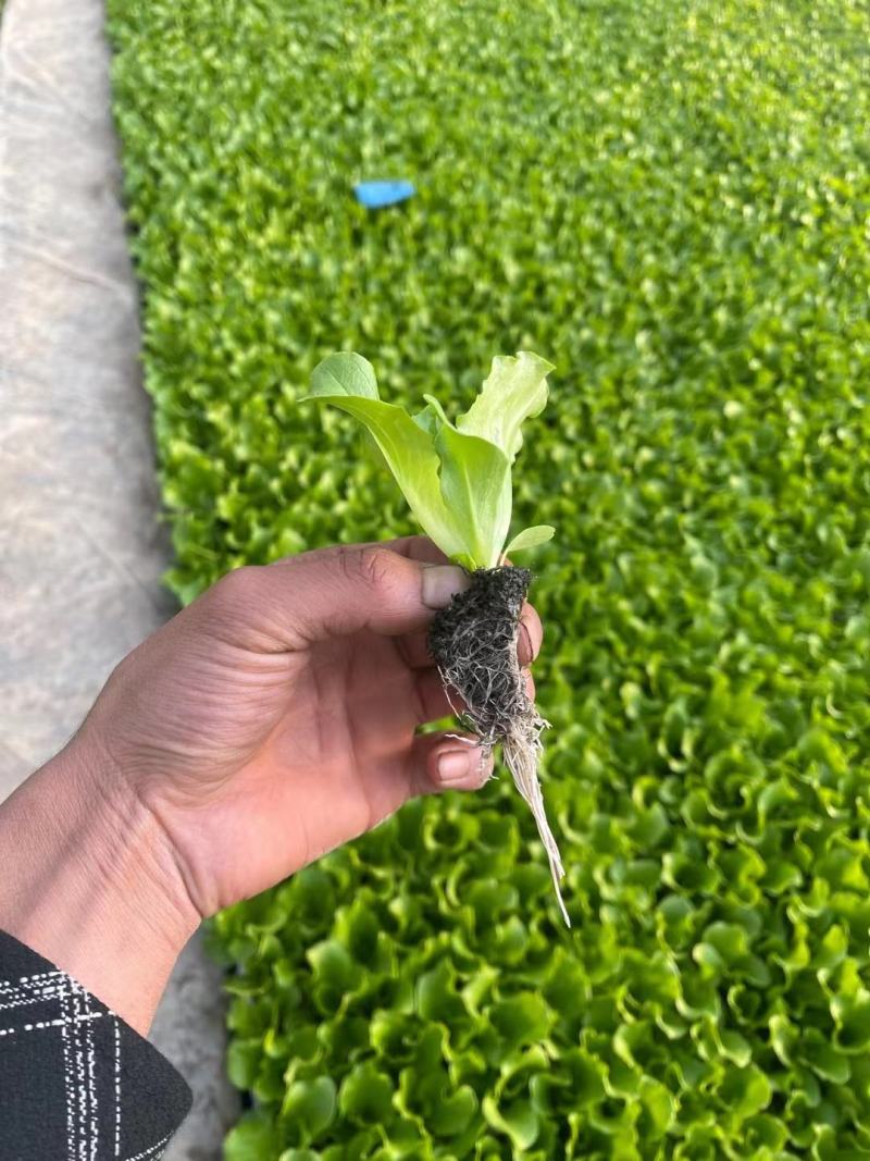 意大利生菜苗，基地现挖，苗好无病，成活率高，品质保证