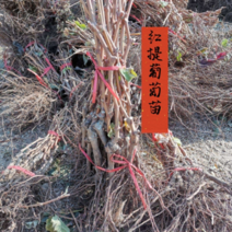 河北昌黎红提葡萄苗保证纯度质量保湿发货