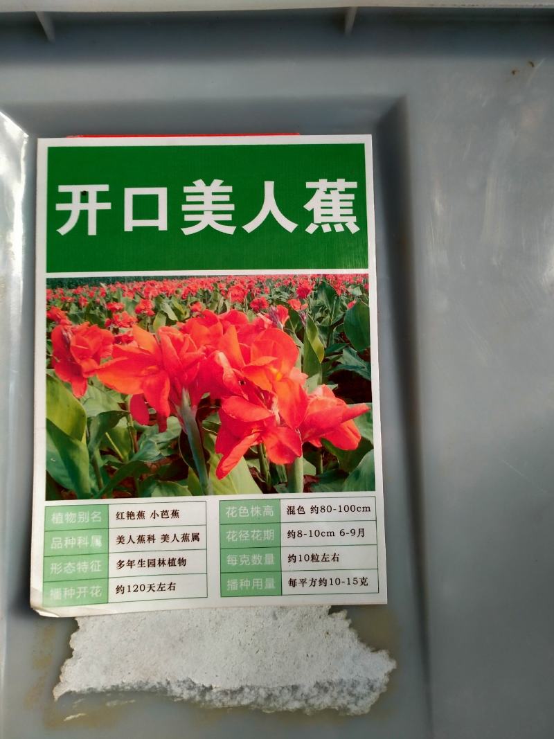 美人蕉种子红艳蕉小花美人蕉进口小芭蕉黄花庭院花籽易活花种