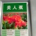 美人蕉种子红艳蕉小花美人蕉进口小芭蕉黄花庭院花籽易活花种