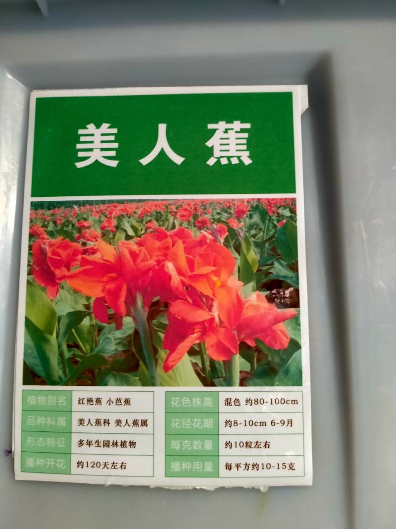 美人蕉种子红艳蕉小花美人蕉进口小芭蕉黄花庭院花籽易活花种