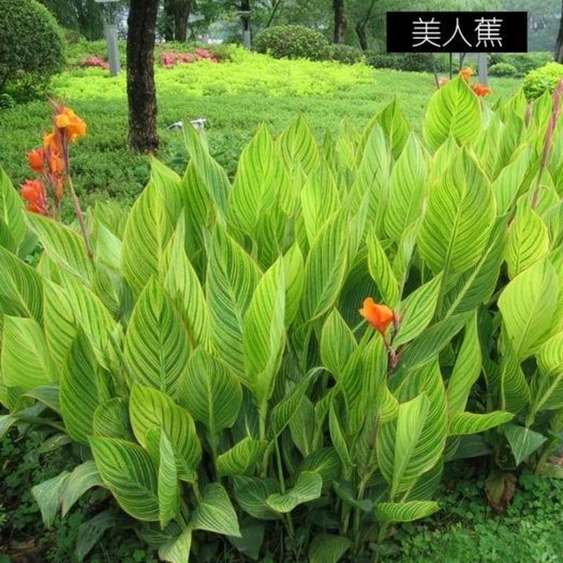 美人蕉种子红艳蕉小花美人蕉进口小芭蕉黄花庭院花籽易活花种