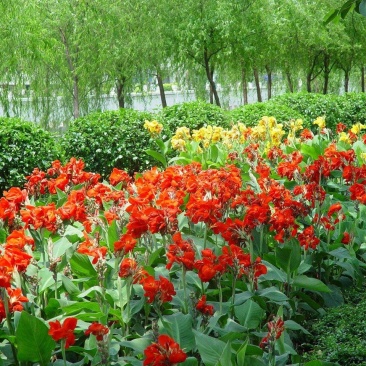 美人蕉种子红艳蕉小花美人蕉进口小芭蕉黄花庭院花籽易活花种