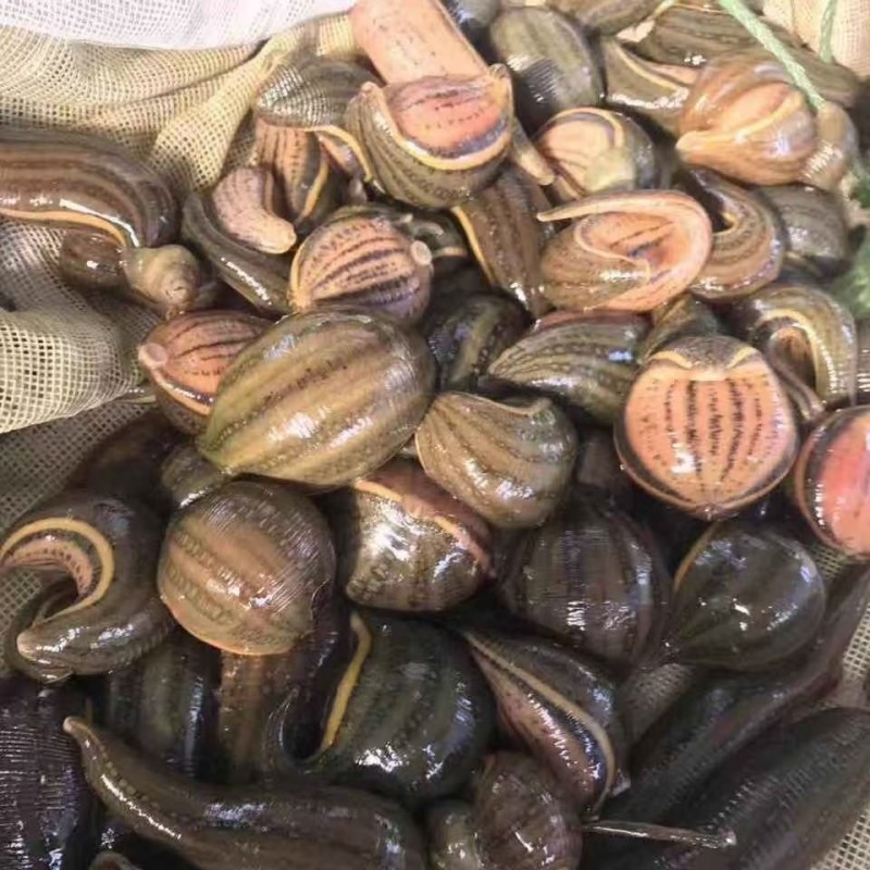 水蛭水蛭种苗水蛭种山东水蛭欢迎咨询