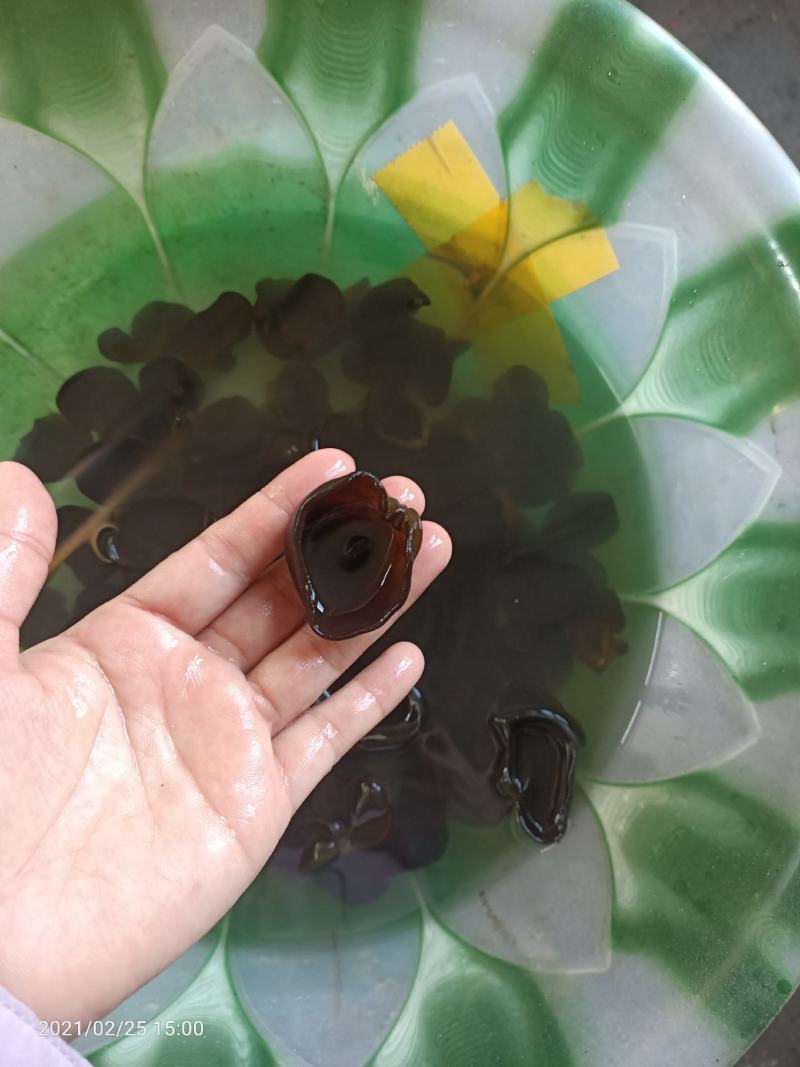 秋耳小碗耳，圆边黑厚，支持一件代发！长期有货！量大优惠