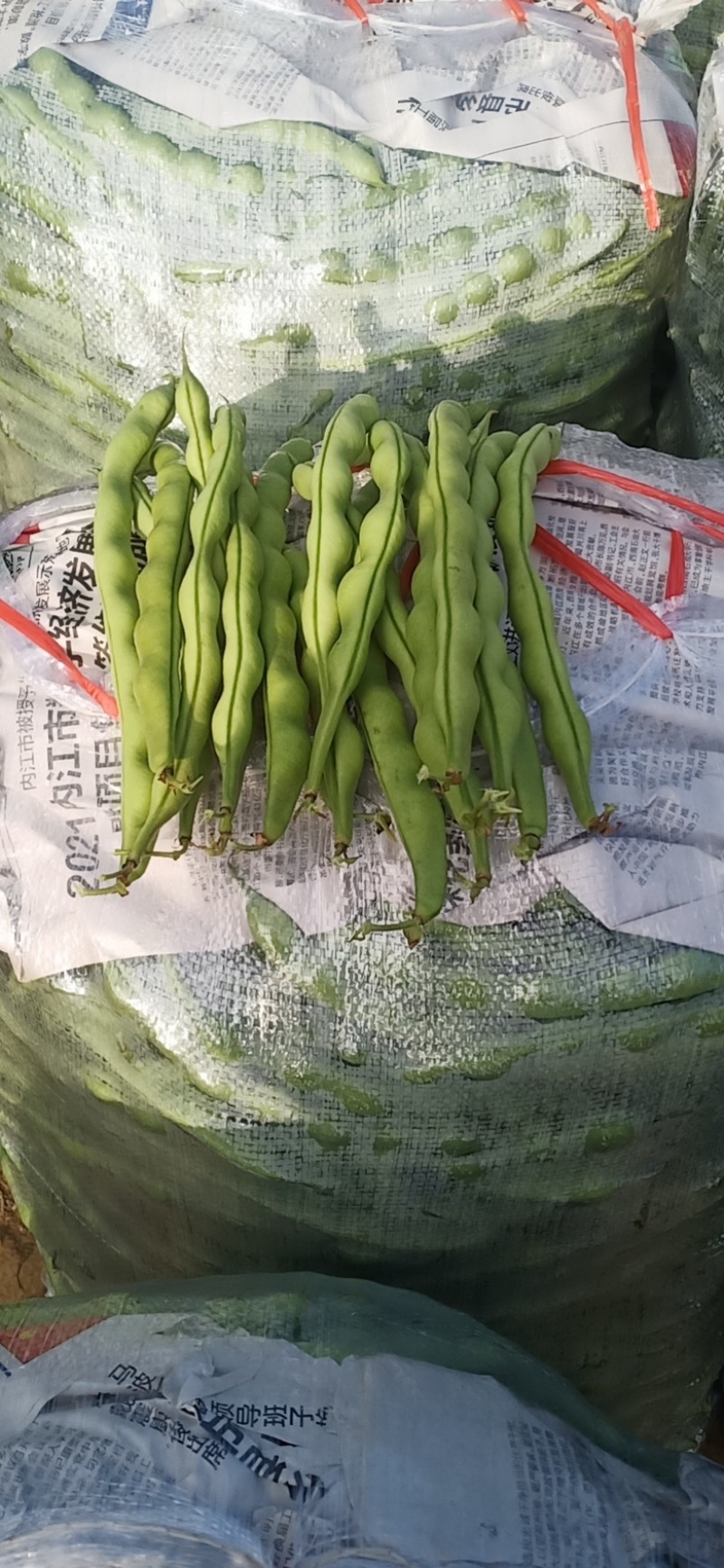 大量出售大青豆，无颈豆，四季豆，扁豆