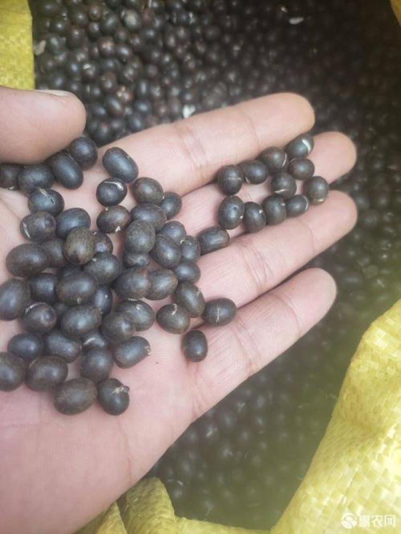 美人蕉种子红艳蕉小花美人蕉进口小芭蕉黄花庭院花籽易活花种