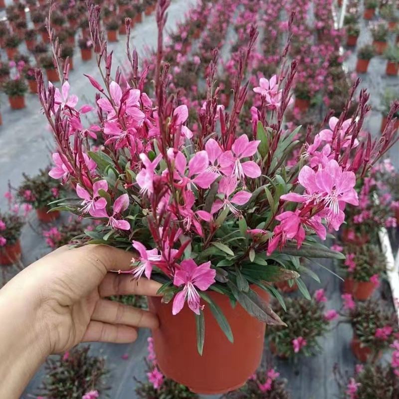 山桃草种子千鸟花种籽室内外阳台盆栽四季播种易活开花花卉玉