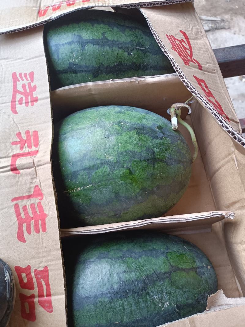 黑美人