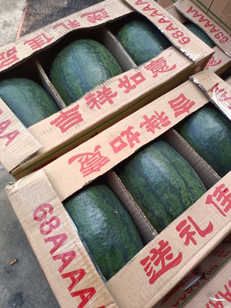 黑美人