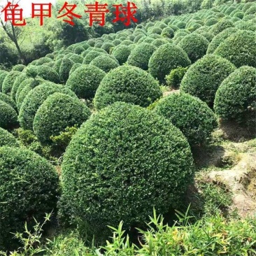 四季常青龟甲冬青树苗庭院篱笆耐寒植物盆栽别墅花坛绿化花卉