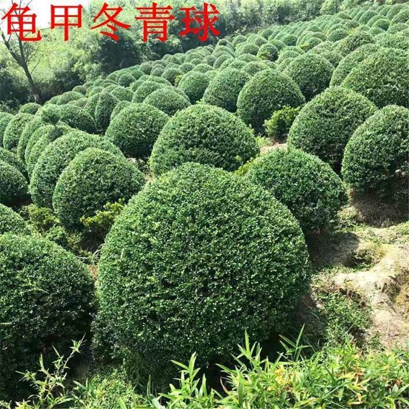 四季常青龟甲冬青树苗庭院篱笆耐寒植物盆栽别墅花坛绿化花卉