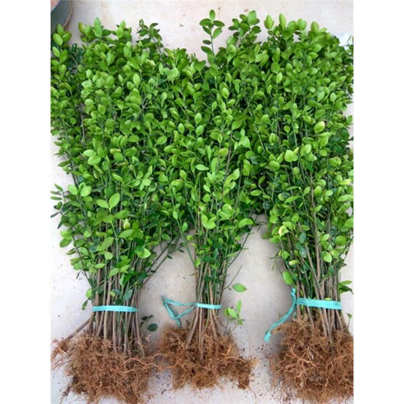 四季常青龟甲冬青树苗庭院篱笆耐寒植物盆栽别墅花坛绿化花卉