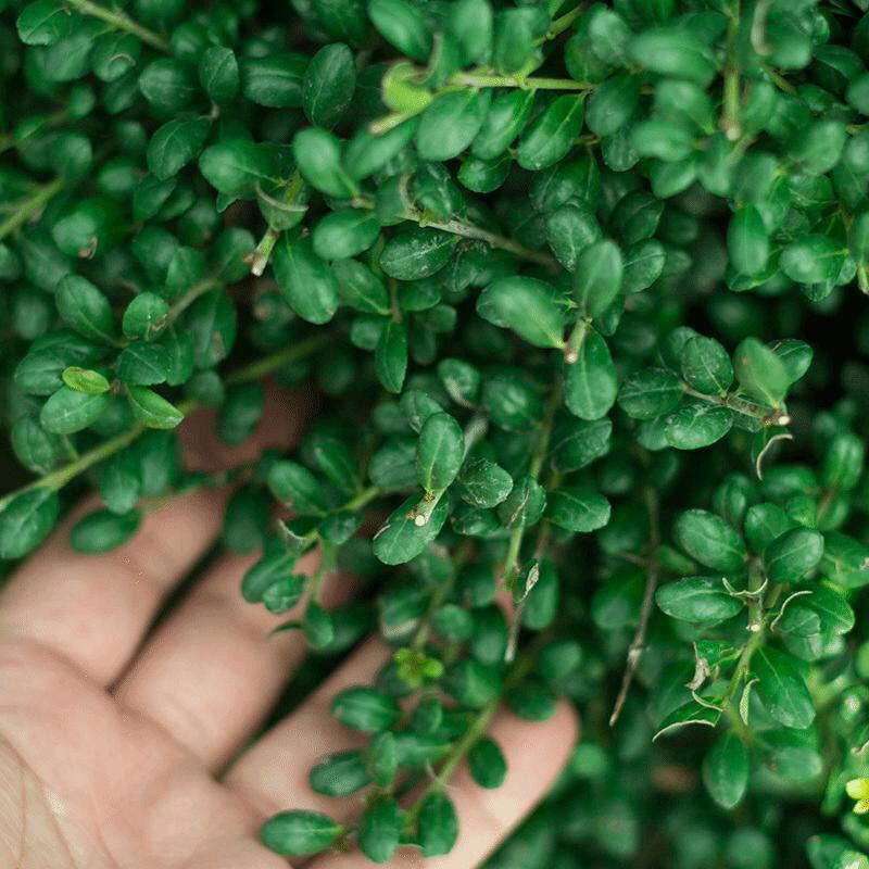 四季常青龟甲冬青树苗庭院篱笆耐寒植物盆栽别墅花坛绿化花卉