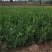 四季常青龟甲冬青树苗庭院篱笆耐寒植物盆栽别墅花坛绿化花卉