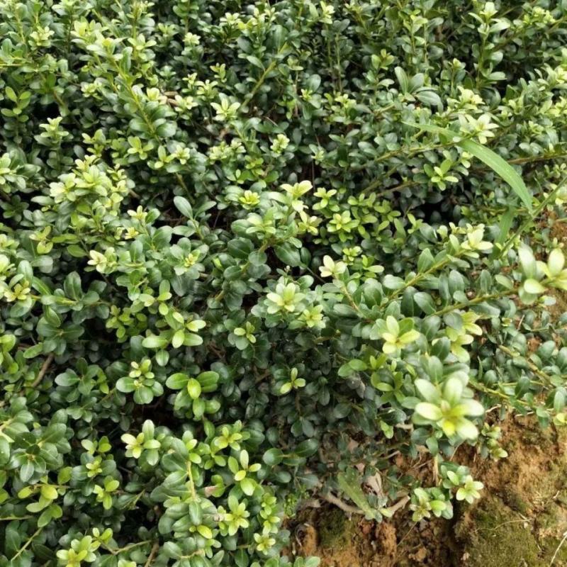 四季常青龟甲冬青树苗庭院篱笆耐寒植物盆栽别墅花坛绿化花卉