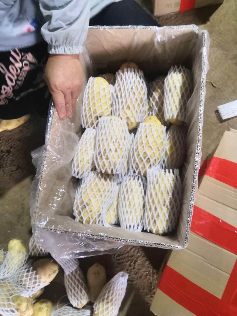 【产地低价】安丘荷兰土豆，规格齐全，上货快协助找车装货
