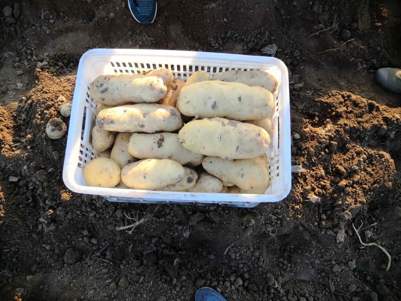 【产地低价】安丘荷兰土豆，规格齐全，上货快协助找车装货