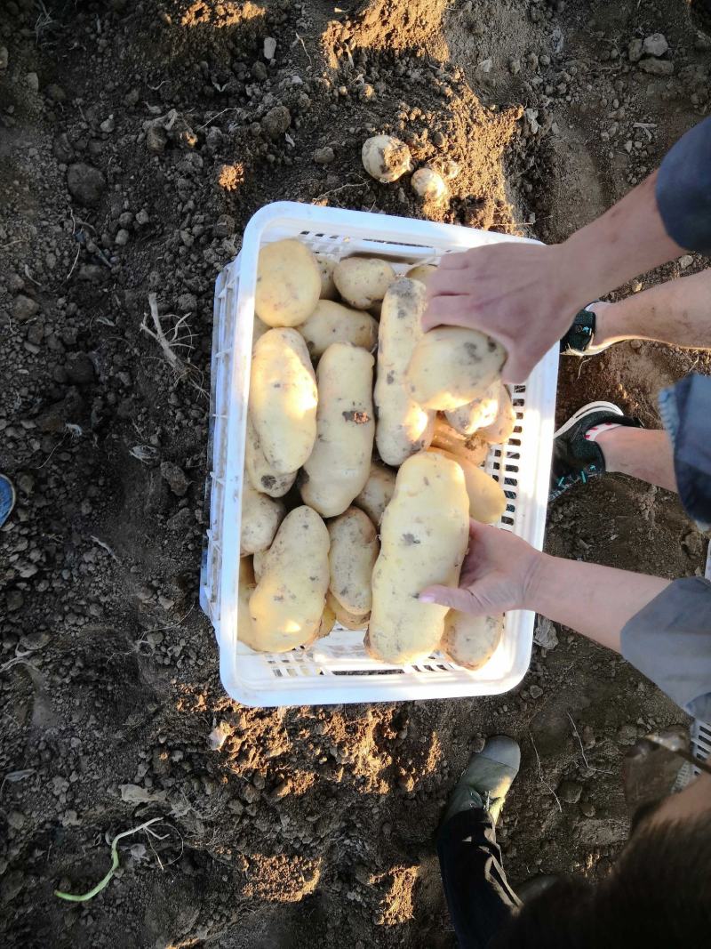 【产地低价】安丘荷兰土豆，规格齐全，上货快协助找车装货