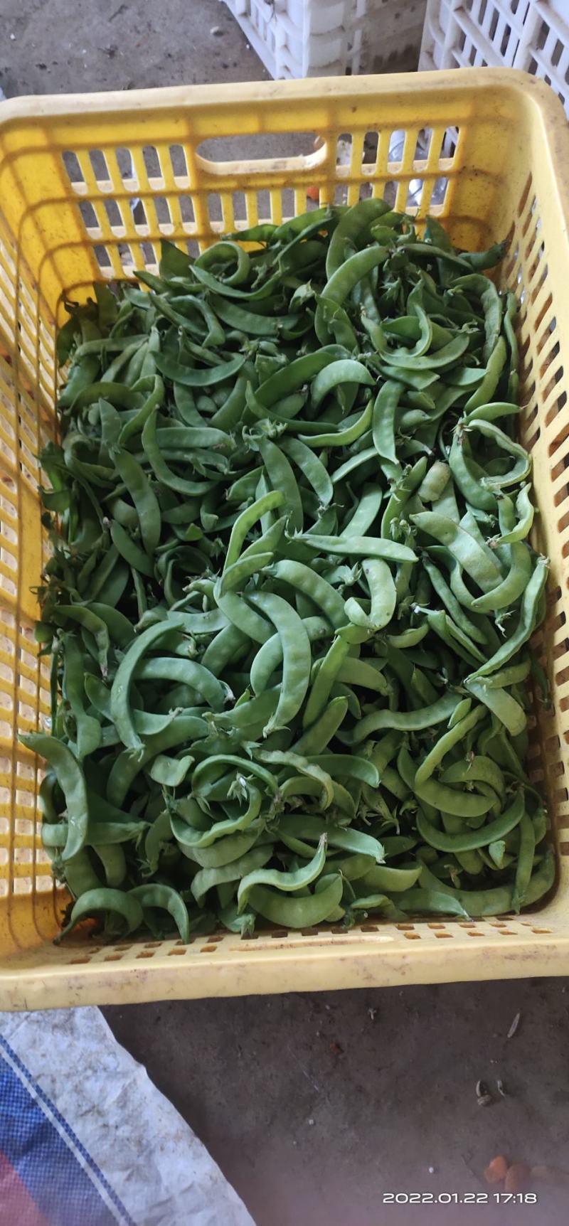 荷兰豆产地新鲜采摘，实时按要求包装直发，欢迎真诚合作