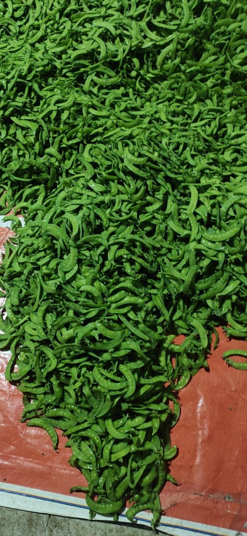 荷兰豆产地新鲜采摘，实时按要求包装直发，欢迎真诚合作