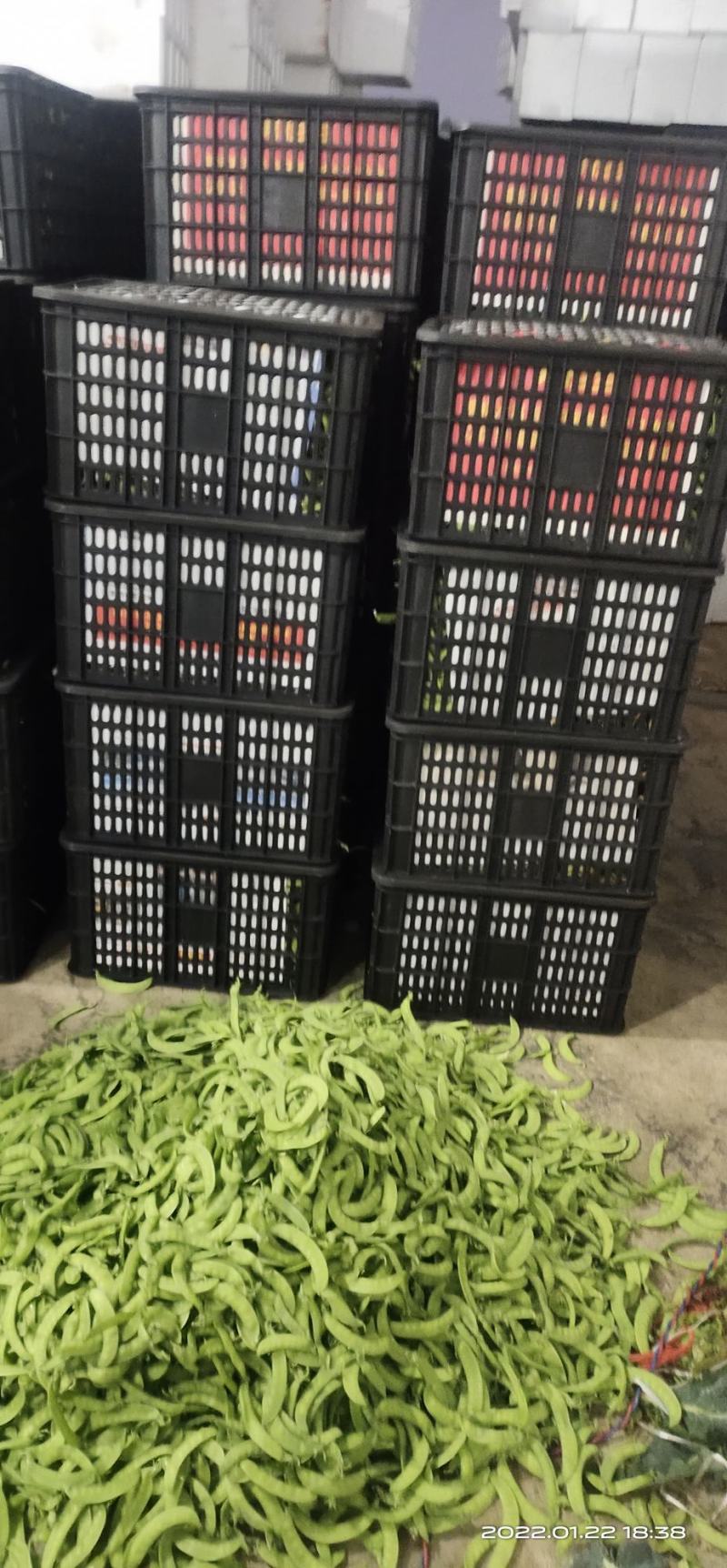 荷兰豆产地新鲜采摘，实时按要求包装直发，欢迎真诚合作