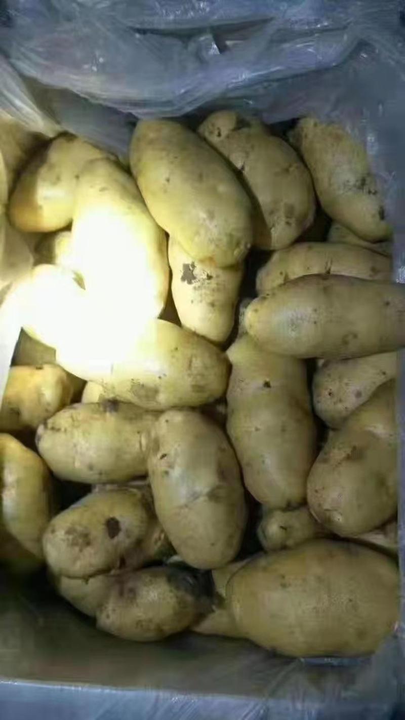 【好货推荐】安丘荷兰土豆规格齐全，全国发货可加工量大从优