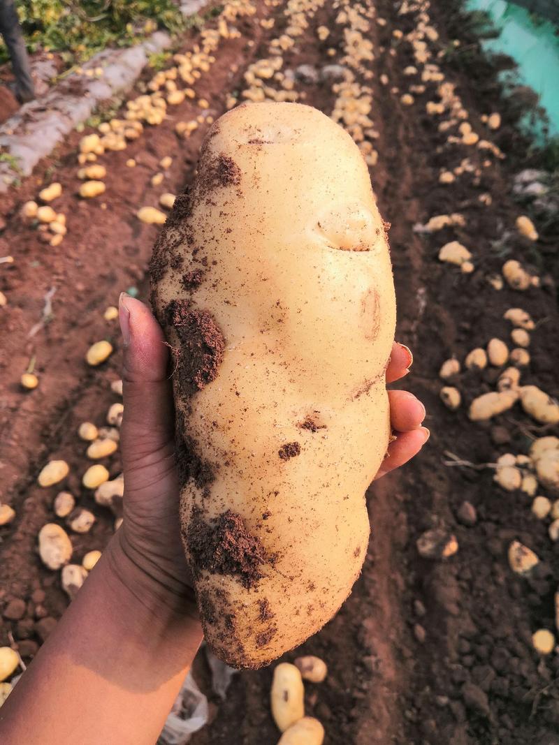 【好货推荐】安丘荷兰土豆规格齐全，全国发货可加工量大从优