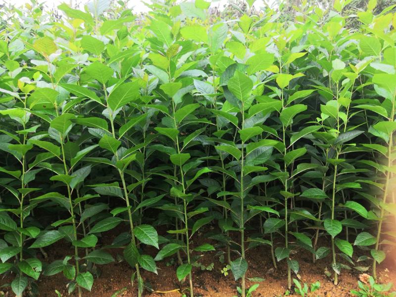 北美冬青1一6年苗：字体造型映山红：古桩桂花：