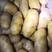 【产地直销】山东荷兰十五土豆，规格全全国发货，量大从优