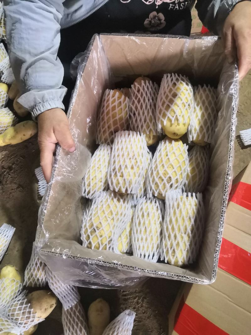 【产地直销】山东荷兰十五土豆，规格全全国发货，量大从优