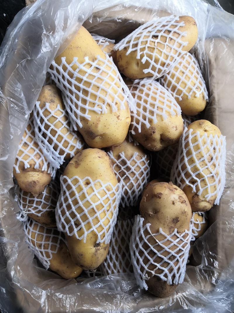 【产地直销】山东荷兰十五土豆，规格全全国发货，量大从优