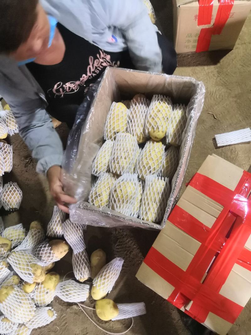 【产地直销】山东荷兰十五土豆，规格全全国发货，量大从优